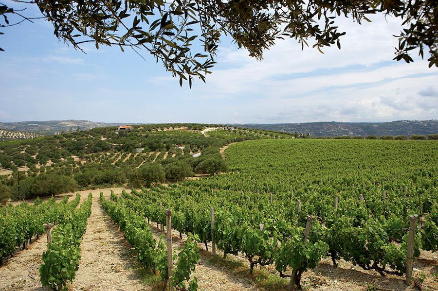 Newsletter - December 2022 - Gastronomy Tours vineyards and blue sky in the background Gastronomy Tours - Gastronomy Tours